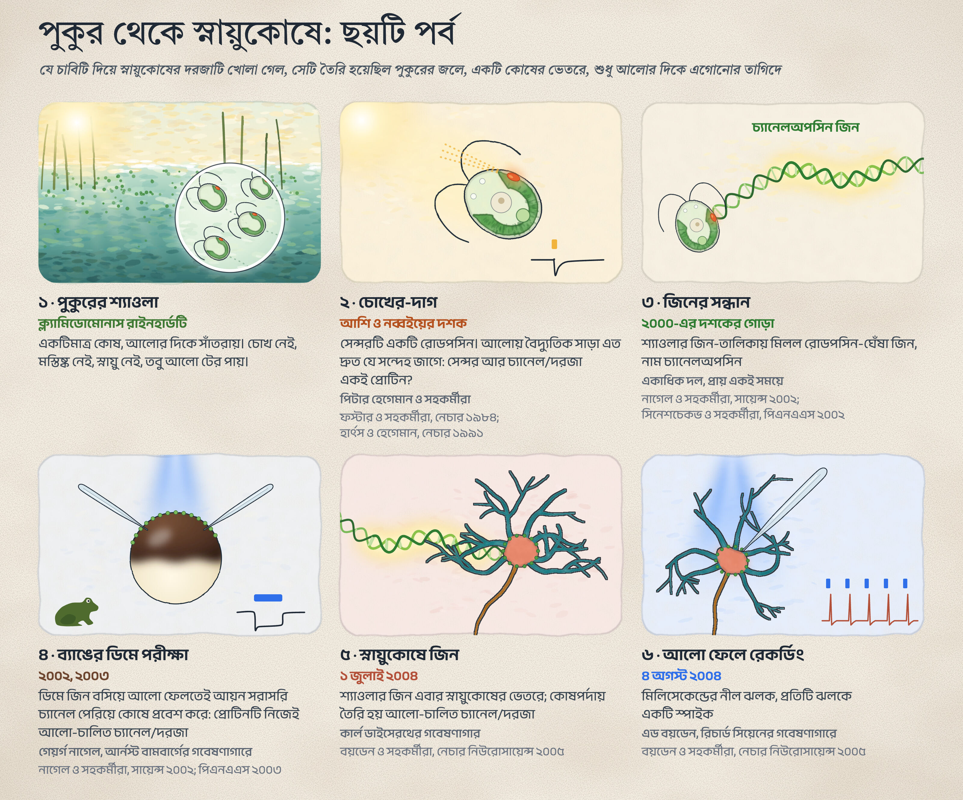 আলো দিয়ে মস্তিষ্কের সুইচ: অপটোজেনেটিক্সের গল্প