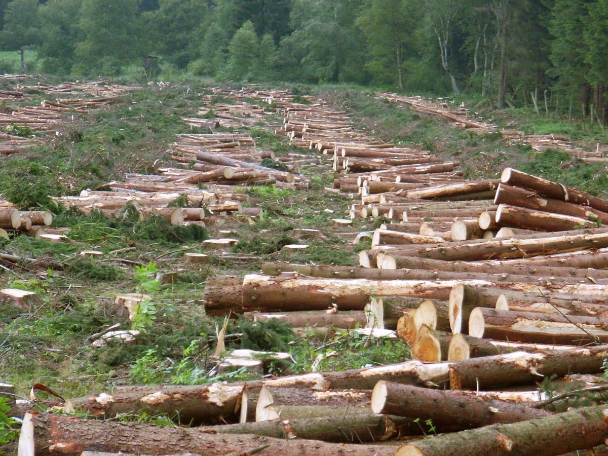 Trees cut down in the streets of Sonjhuri CPI(M)