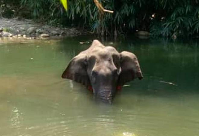 Kerala Elephant 1